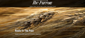 Image of sheath of wheat